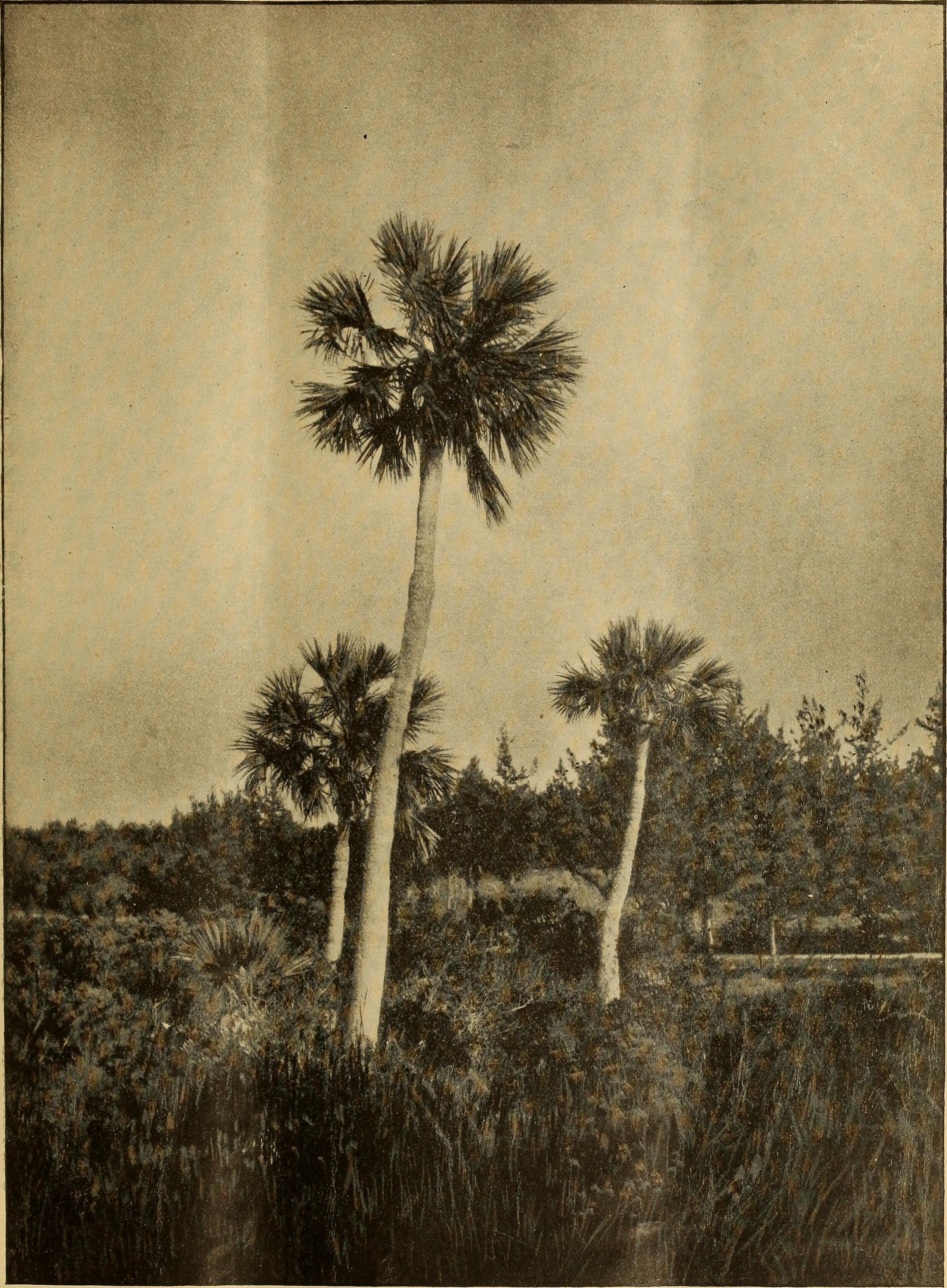 Sabal Palmetto